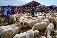 Bakra Eid 2023 : बकरी ईदनिमित्त मुस्लीम बांधव एकत्र येऊन सामूहिक नमाज पठण करुन ईद साजरी करतात...