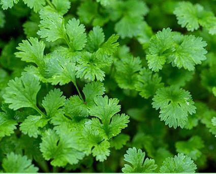 ਜਾਣੋ ਧਨੀਏ ਨੂੰ ਤਾਜ਼ਾ ਰੱਖਣ ਦੇ ਟਿਪਸ