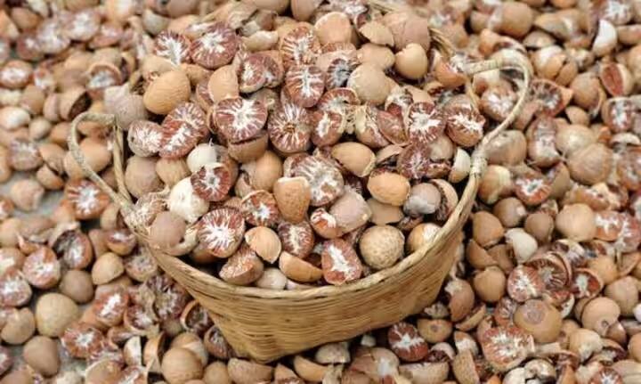 One arrested for evading customs duties in Northeast Asia including Myanmar for import of street betel nuts सडकी सुपारी आयात करण भोवलं, म्यानमारसह ईशान्य आशियातील सीमाशुल्क चुकवल्याप्रकरणी एकाला अटक