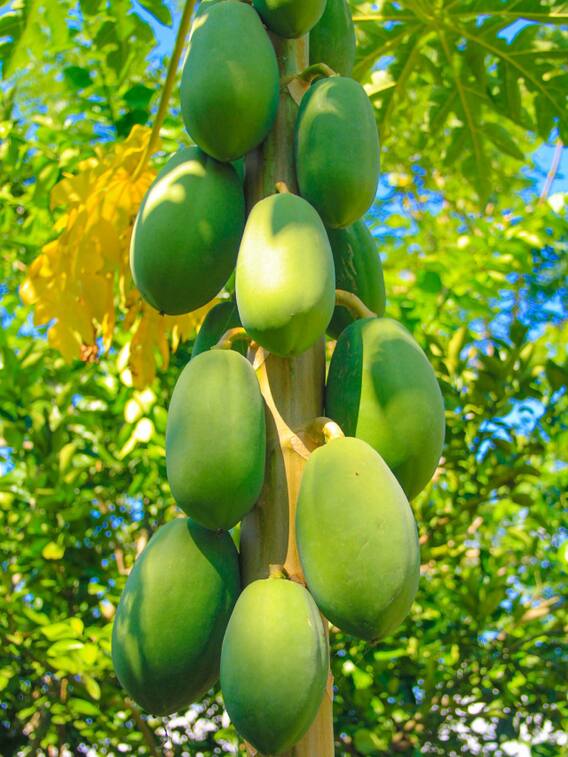 घर में उगाएं पपीता, मिलेंगे ये 9 चमत्कारी फायदे