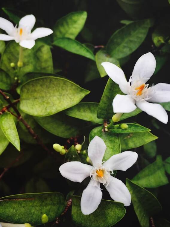 पारिजात के फूल ही नहीं पत्ते भी हैं वरदान