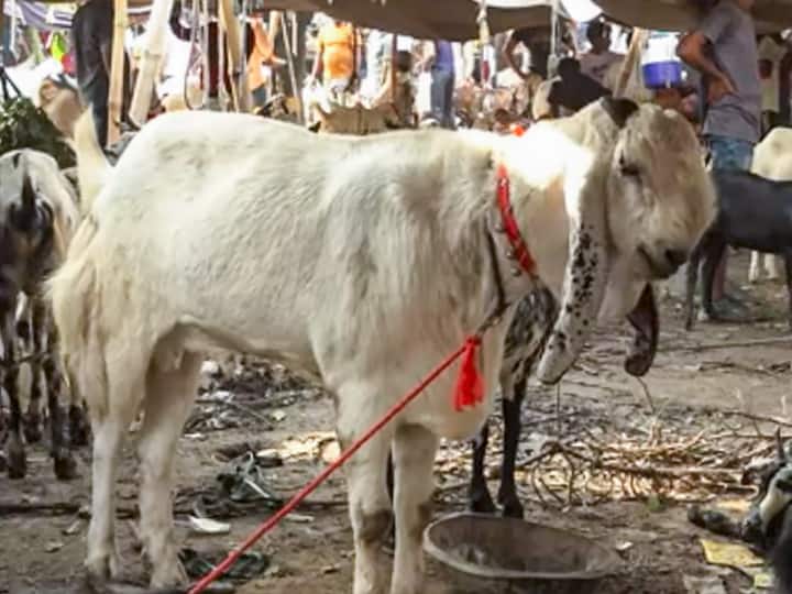 Eid-ul-Adha Bakrid 2023 'Dumba' worth Rs 4 lakh and 'Totapari' goat worth Rs 2 lakh in Delhi animal markets Bakrid 2023: एक बकरे की कीमत में आ जाएंगे तीन iPhone, दिल्ली के मॉर्केट में दाम जान उड़ जाएंगे होश