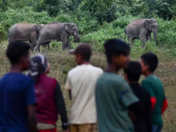 Elephants and humans conflict Increased in Jharkhand will end soon forest department took necessary step Jharkhand News: जल्द खत्म होगा इंसान और हाथियों के बीच बढ़ा संघर्ष, वन विभाग ने उठाया ये जरूरी कदम