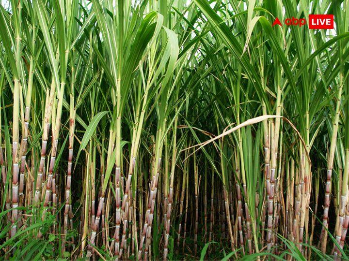 Cabinet Hikes fair and remunerative prices for sugarcane For This Season Sugarcane FRP Hike: गन्ना किसानों को मोदी सरकार की सौगात, गन्ने के नए सीजन के लिए बढ़ाया एफआरपी