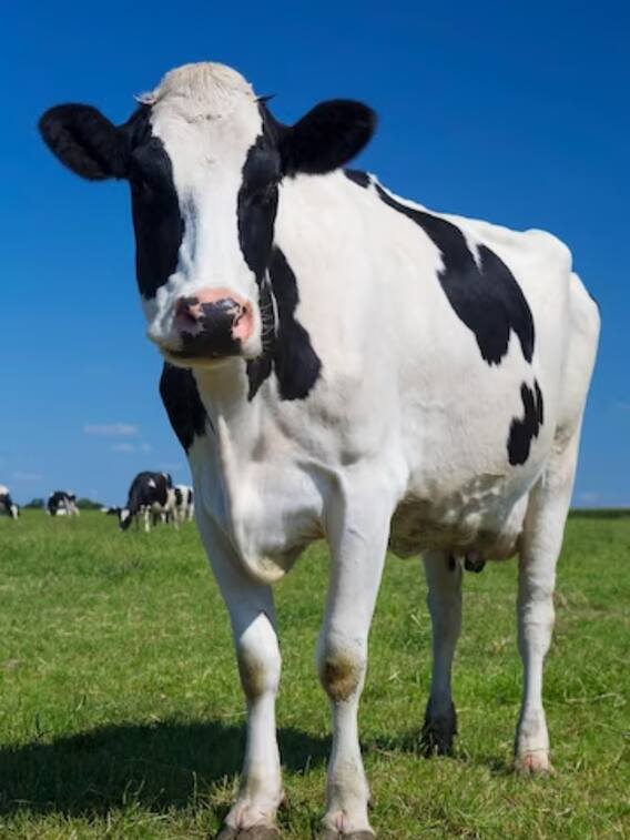 दुनिया के सबसे छोटी गाय के बारे में क्या जानते हैं?