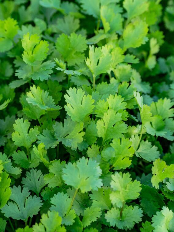 जानें धनिया फ्रेश रखने के टिप्स