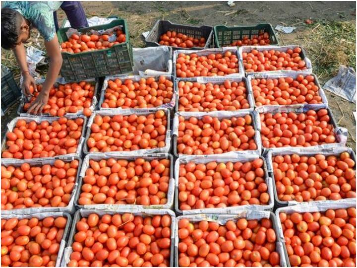 gujarat witnessed tomato price hike mumbai rain affected vegetable supply to mandi Tomato Price Hike: गुजरात में आसमान छू रहे टमाटर के दाम, वडोदरा मंडी में 100 रुपये किलो पहुंची कीमत