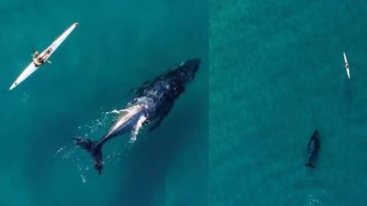 Viral Video: Scary video of whale viral, humpback whale fish seen chasing boat Viral Video: વ્હેલનો ડરામણો વીડિયો વાયરલ, હોડીનો પીછો કરતી જોવા મળી હમ્પબેક વ્હેલ માછલી