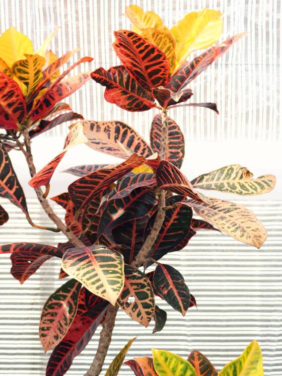 ऑक्सीजन प्रदान करने वाले 10 इनडोर प्लांट्स