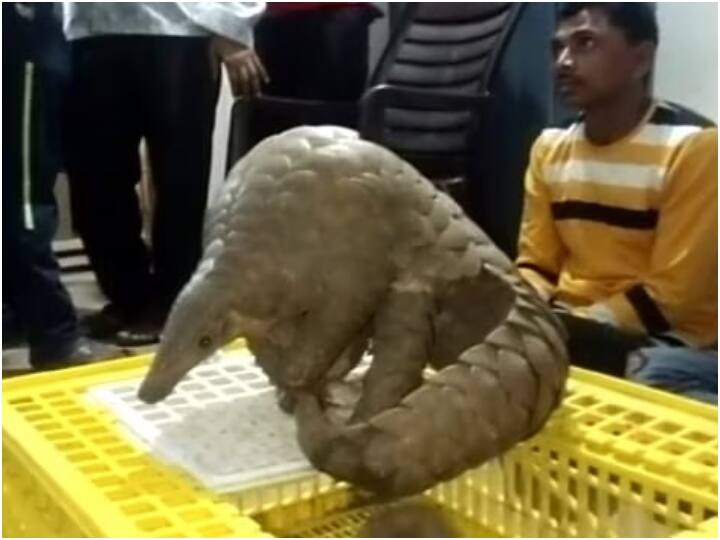 Kanker forest department siezed pangolin and nabbed three traffickers ann Kanker: बोरी में बंद करके ले जा रहे थे पेंगोलिन, 15 लाख में किया था डील, बीच रास्ते हो गया खेल