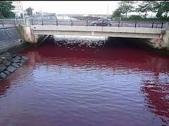 Japan's Okinawa Port Turns Blood Red. Here's Why