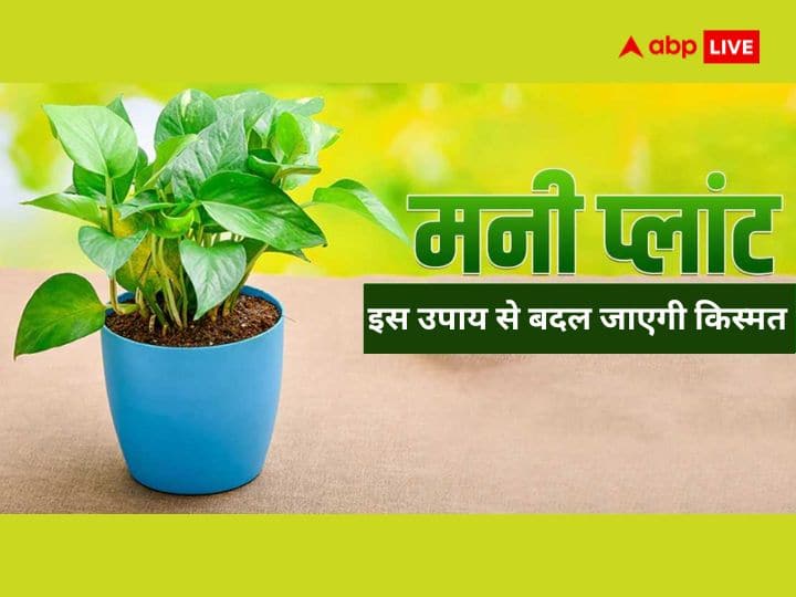 Money Plant Upay: वास्तु शास्त्र में मनी प्लांट को बहुत ही महत्वपूर्ण पौधा माना गया है, जिसका संबंध धन से होता जाता है. साथ ही इसे घर पर लगाने से सकारात्मकता और बरकत आती है.