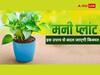 Money Plant Upay: मनी प्लांट लगाने से पहले मिट्टी में दबा दीजिए ये चीजें, होगी पैसों की बरसात