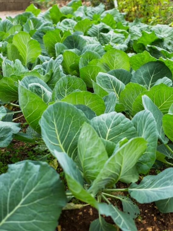 बारिश के मौसम में उगाने के लिए बेस्ट हैं ये सब्जियां