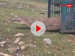 मंदसौर में 10 फीट के मगरमच्छ ने गांधी सागर जलाशय में लगाई छलांग, लोगों ने ली राहत की सांस, देखें वीडियो