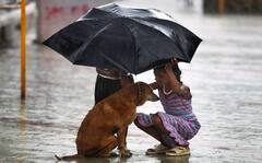 Pet Care Tips : घरात पाळीव प्राणी असतील तर पावसाळ्यात अशी घ्या काळजी..