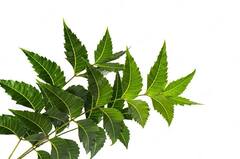 Malaria and Dengue Treatment : डेंगू-मलेरिया का काम तमाम कर देंगे 6 घरेलू उपाय, बारिश का मौसम आते ही घर पर तैयार कर के रख लें