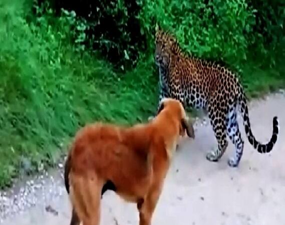 dog scared away a leopard in maharashtra video went viral Viral : કૂતરાને જોઇને ખૂંખાર દીપડા ઉભી પૂંછડીએ ભાગ્યો જુઓ વીડિયો