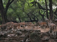 दिल्ली के डियर पार्क में अब नहीं दिखेंगे हिरण, इस वजह से लिया गया बड़ा फैसला