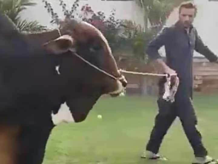 Shahid Afridi Sacrificing Rare Breed Bull Worth Lakhs On Eid here watch viral video latest sports news Watch: शाहिद अफरीदी ने बकरीद की कुर्बानी के लिए खरीदा 4 करोड़ का बैल! देखें फैंस ने क्या दिया रिएक्शन
