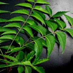 Neem Leaves: ਖਾਲੀ ਪੇਟ ਨਿੰਮ ਦੀਆਂ ਪੱਤੀਆਂ ਚੱਬਣ ਦੇ ਜ਼ਬਰਦਸਤ ਫਾਇਦੇ