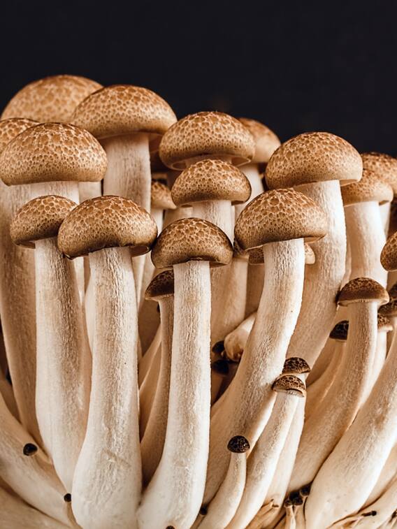 जानिए कैसे होती है मशरूम की खेती?