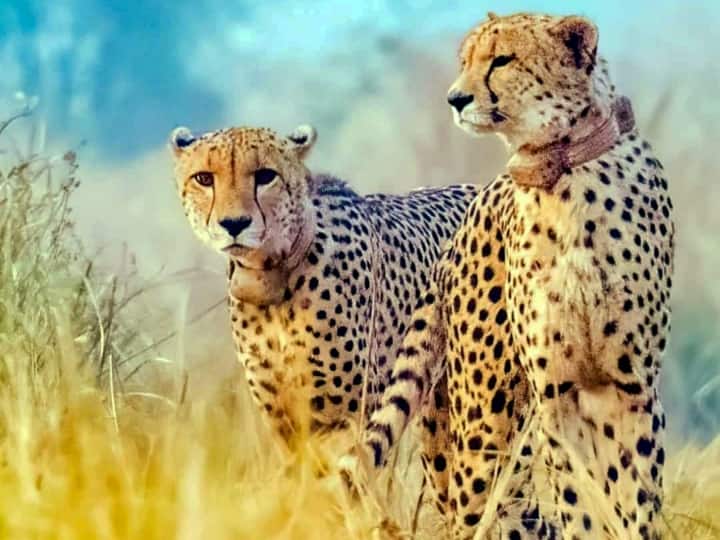 Kuno National Park African Cheetah Agni Injured in after fight with Namibian Cheetah Vayu and Gaurav Shaurya ANN Kuno National Park: कूनो नेशनल पार्क में चीतों के बीच टकराहट, वर्चस्व की लड़ाई में भिड़ गए अग्नि-वायु और गौरव-शौर्य!