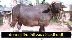 Punjab News: ਪੰਜਾਬ ਦੀ ਇਸ ਦੇਸੀ ਨਸਲ ਨੇ ਮਾਰੀ ਬਾਜ਼ੀ, ਦੇਸ਼ ਵਿੱਚੋਂ ਤੀਜਾ ਸਥਾਨ ਕੀਤਾ ਹਾਸਲ, ਜਾਣੋ ਕੀ ਹੈ ਖ਼ਾਸ