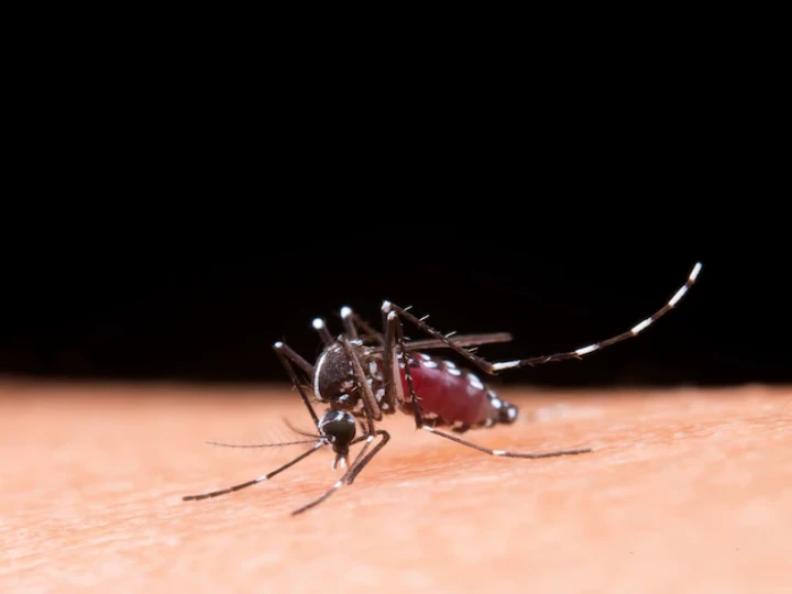 Dengue Home Remedy:बारिश के मौसम में डेंगू और मलेरिया तेजी से फैलता है. मच्छरों के पनपने से कई तरह की बीमारियां बढ़ने लगती हैं. इससे बचने के लिए आप डॉक्टर की सलाह पर कुछ घरेलू उपाय अपना सकते हैं.