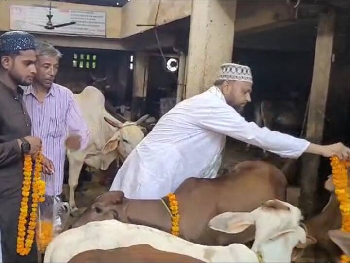 Eid-ul-Adha Bakrid 2023 Firozabad Muslim Community served cow garlanded and fed it fruits ANN Bakrid 2023: फिरोजाबाद में मुस्लिमों ने बकरीद पर की गाय की सेवा, फूलों की माला पहनाई और फल खिलाया