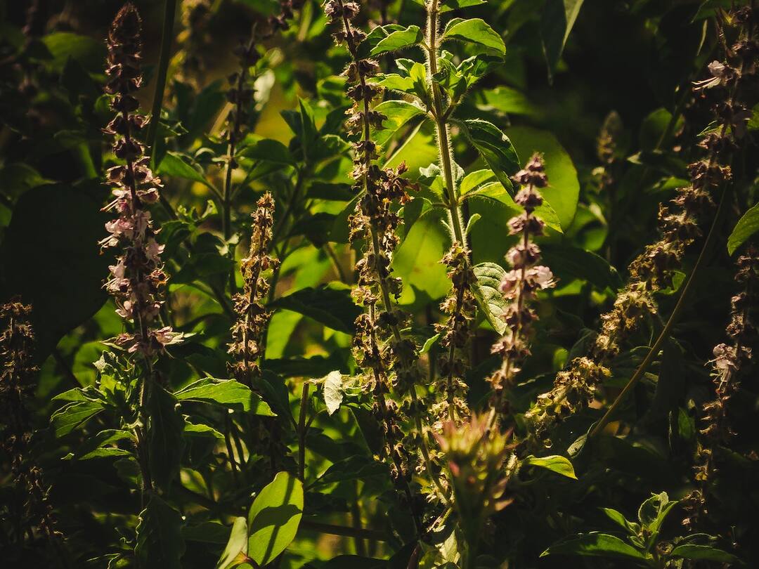 How is Tulsi or Holy Basil used for medicinal purpose? Here are 6 ways to use Tulsi for good health తులసి ఆకుల్లో ఎన్నో ఔషద గుణాలు - ఇలా వాడితే, ఆరోగ్యం మీ సొంతం