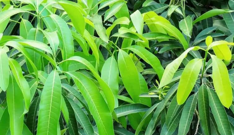 beauty tips mango leaves benefits for hair know how to use it Hairfall: महागडी केमिकल उत्पादनं वापरणं सोडा; आंब्याची पानं वापरली तर थांबेल केस गळती