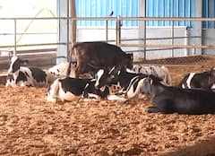 Dairy Farm: เชฌเชจเชพเชธเชเชพเชเช เชพเชจเชพ เชชเซเชฐเชเชคเชฟเชถเซเชฒ เชชเชถเซเชชเชพเชฒเชเซ เชฌเชจเชพเชตเซเชฏเซเช เชเชงเซเชจเชฟเช เชกเซเชฐเซ เชซเชพเชฐเซเชฎ