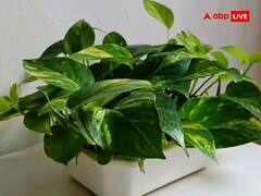 Money Plant Upay: मनी प्लांट लगाने से पहले मिट्टी में दबा दीजिए ये चीजें, होगी पैसों की बरसात
