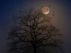 ये हैं वो जीव, जो उड़ तो सकते हैं, लेकिन पक्षी नहीं हैं...! लिस्ट में देखिए कितनों के बारे में आप जानते हैं