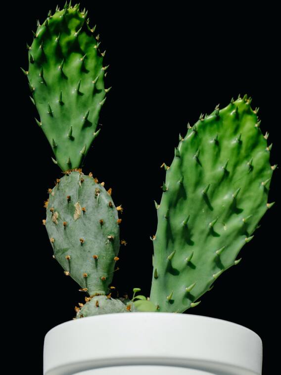 घर में इन पौधों को लगाने से बचें