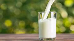 Milk Benefits: દૂધમાં સુગર મિક્સ કરીને પીવો છો? તો સાવધાન થશે આ નુકસાન