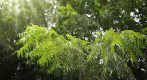 পরোক্ষ ভাবে গ্লুকোজ আপটেকে নিয়ন্ত্রণ করায় জরুরি ভূমিকা রয়েছে নিমের।