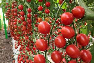 worlds most costliest tomato seeds worth 3 crore rupees per kg hazera genetics summer Tomato Seeds: 3 ਕਰੋੜ ਰੁਪਏ ਦਾ ਟਮਾਟਰ! ਇਹ ਹੈ ਸਭ ਤੋਂ ਮਹਿੰਗਾ ਟਮਾਟਰ ਦਾ ਬੀਜ, 1 ਕਿਲੋ 'ਚ ਖਰੀਦ ਸਕਦੇ ਹੋ 5 ਕਿਲੋ ਸੋਨਾ!