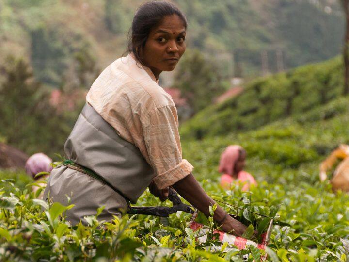 चाय की खेती के बारे में सुनते ही हमारे दिमाग में पूर्वोत्तर के राज्य घूमने लगते हैं. लेकिन ऐसा नहीं है कि चाय की खेती सिर्फ वहीं होती है. पश्चिम बंगाल और बिहार में भी चाय की खेती होती है.