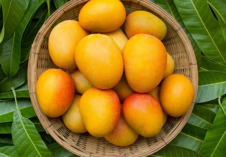 how many mangoes can you eat a day read full story Mango : કેરી સ્વાસ્થ્યવર્ધી ગુણોનો ભંડાર, આ રીતે કરશો સેવન તો નહિ વધે વજન