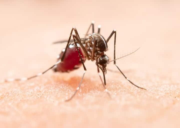 Dengue-Malaria Home Remedy : पावसाळ्यात डेंग्यू, मलेरियापासून वाचण्यासाठी तुम्ही डॉक्टरांच्या सल्ल्यानुसार काही घरगुती उपाय करु शकता. काय आहे हे उपाय जाणून घेऊया..