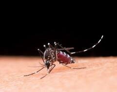 Dengue-Malaria Home Remedy : पावसाळ्यात डेंग्यू-मलेरियापासून वाचण्यासाठी 'हे' सहा घरगुती उपाय करा