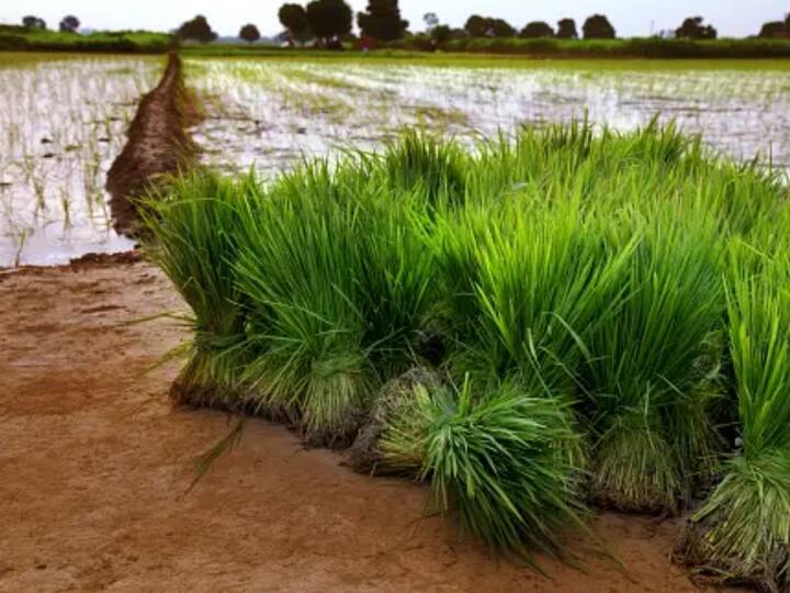 தமிழ்நாடு, கேரளா, கர்நாடகா, ஆந்திரா, தெலுங்கானா ஆகிய தென்னிந்திய மாநிலங்களில் பெரும்பாலாக அரிசியின் தேவை அதிகமாக இருக்கிறது.