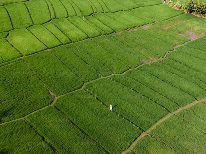 13.62 சதவீத அரிசியை உற்பத்தி செய்யும் மேற்கு வங்காளம் முதல் இடத்திலும் 12.81 சதவீத அரிசியை அறுவடை செய்யும் உத்தர பிரதேசம் இரண்டாம் இடத்திலும் 9.96 சதவீத அரிசியை உற்பத்தி செய்யும் பஞ்சாப் மூன்றாம் இடத்திலும் உள்ளது.