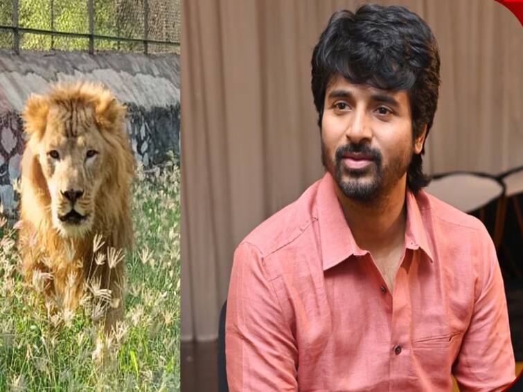 Actor Sivakarthikeyan adopted lions at Vandalur Zoo. How to adopt an animal at Vandalur Zoo TNN Actor Sivakarthikeyan: சிங்கங்களை தத்தெடுத்த சிவகார்த்திகேயன்..! நீங்களும் விலங்குகளை தத்தெடுக்கலாம்..! தெரிந்து கொள்ள இதை படியுங்கள்