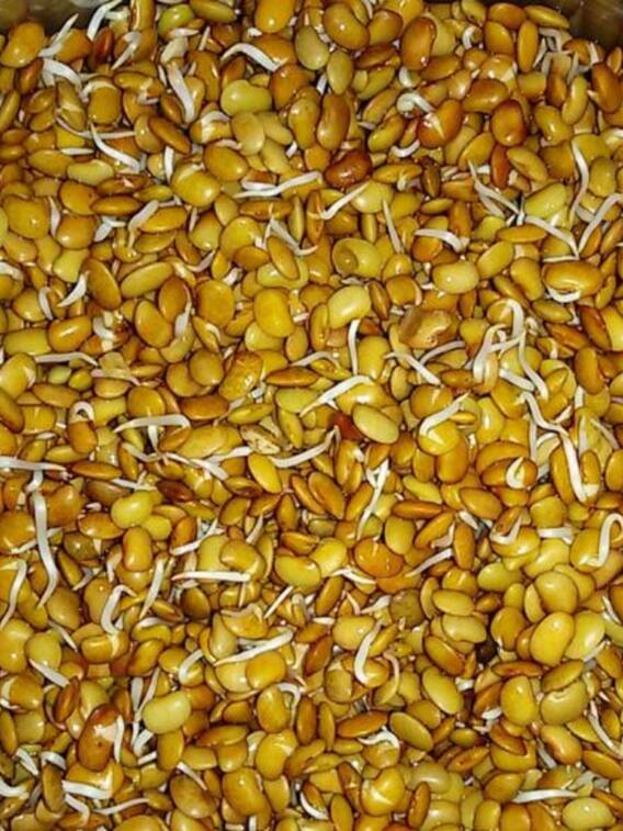 हर रोग को खत्म करती है ये दाल, जानिए कैसे होती है इसकी खेती