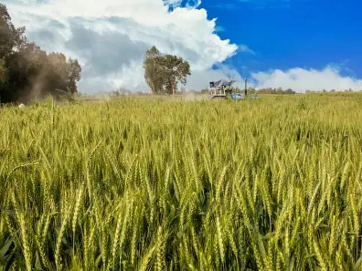 32.42 சதவீத கோதுமையை அறுவடை செய்யும் உத்தர பிரதேசம் பட்டியலில் முதல் இடத்தை பிடிக்கிறது.