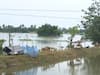 Assam Floods: Situation Remains Grim In Barpeta, Farmers Face Massive Losses, Nearly 43,000 Affected