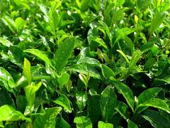 यहां चाय की खेती करने वाले किसानों को मिलती है 50 फीसदी की सब्सिडी, ऐसे करें अप्लाई